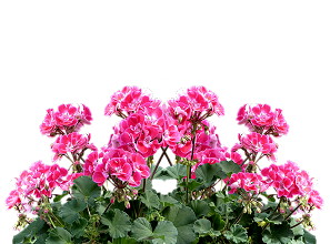 Pianta e fiori di geranio